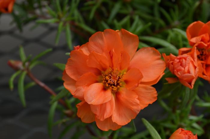 Portulaca Happy Hour™ Orange