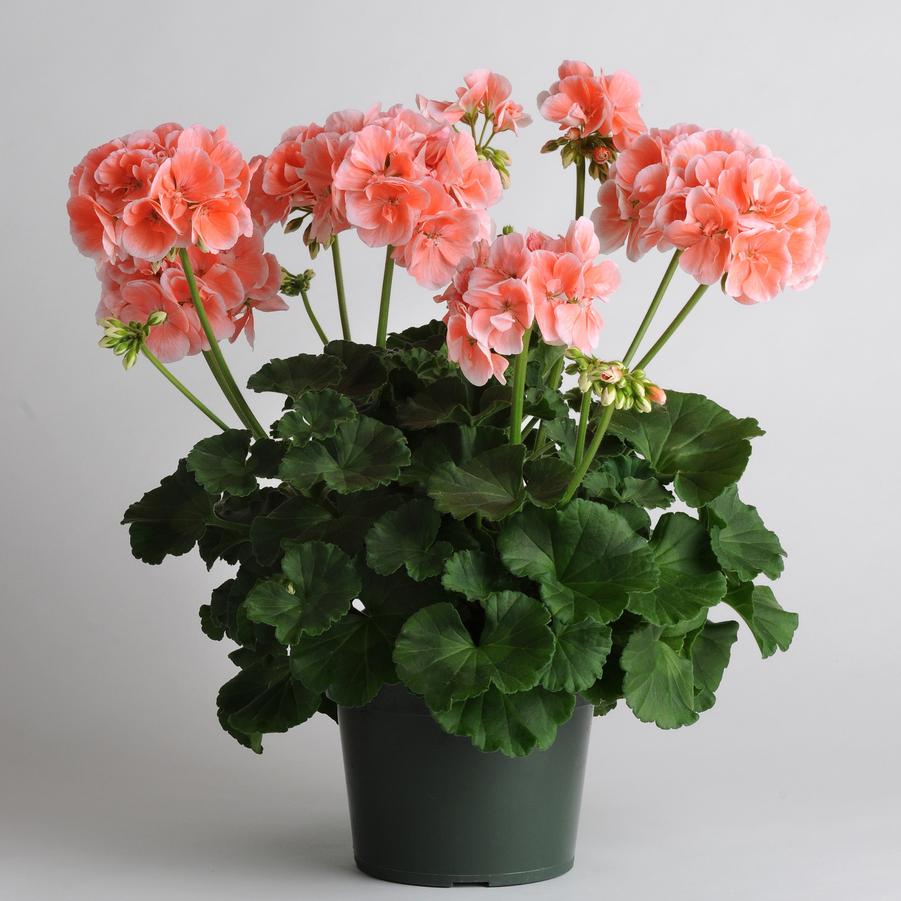 Geranium (Zonal) Moonlight™ Light Salmon