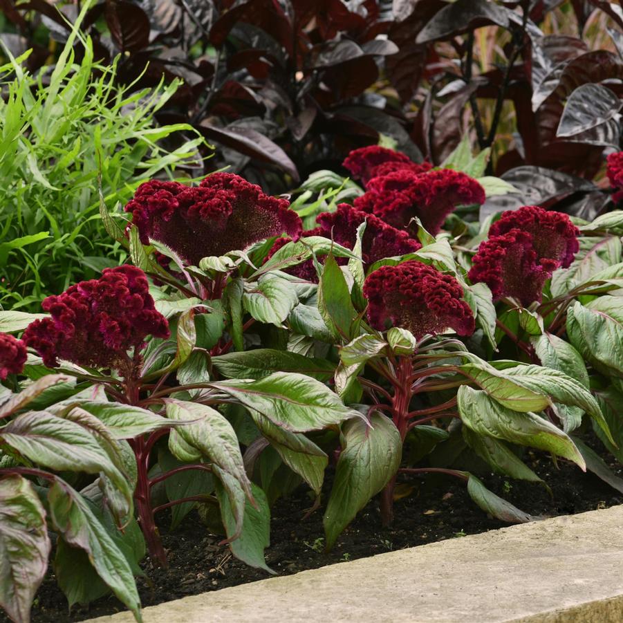 Celosia cristata Dracula