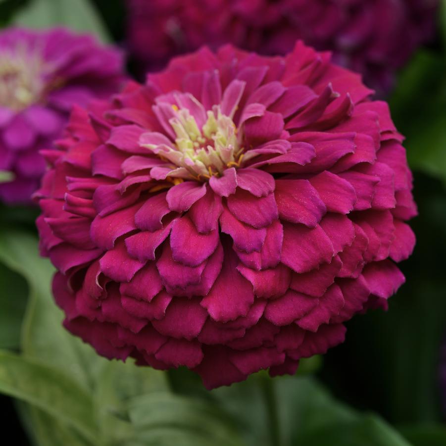 Zinnia elegans Zesty™ Purple