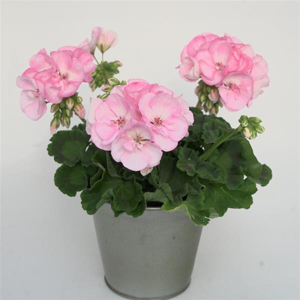 Geranium (Zonal) Sunrise™ Appleblossom 25