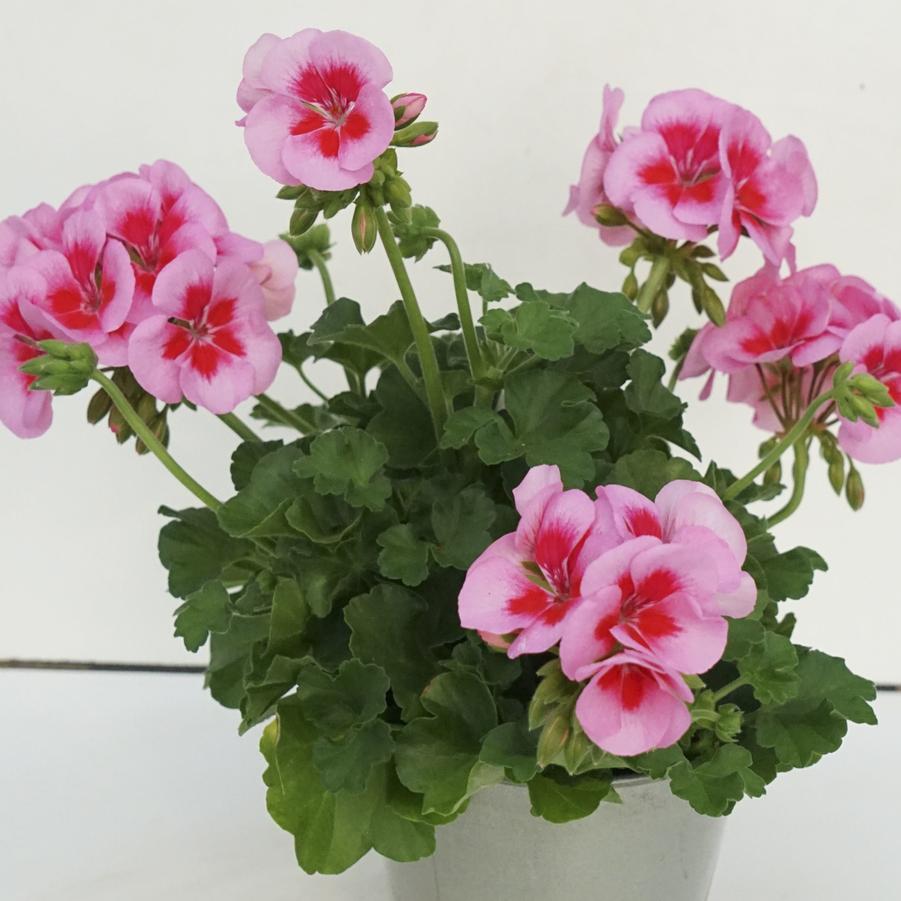 Geranium (Zonal) Sunrise™ Rose+Big Eye