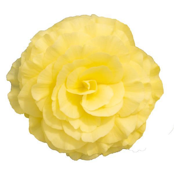 Begonia Nonstop® Lemon