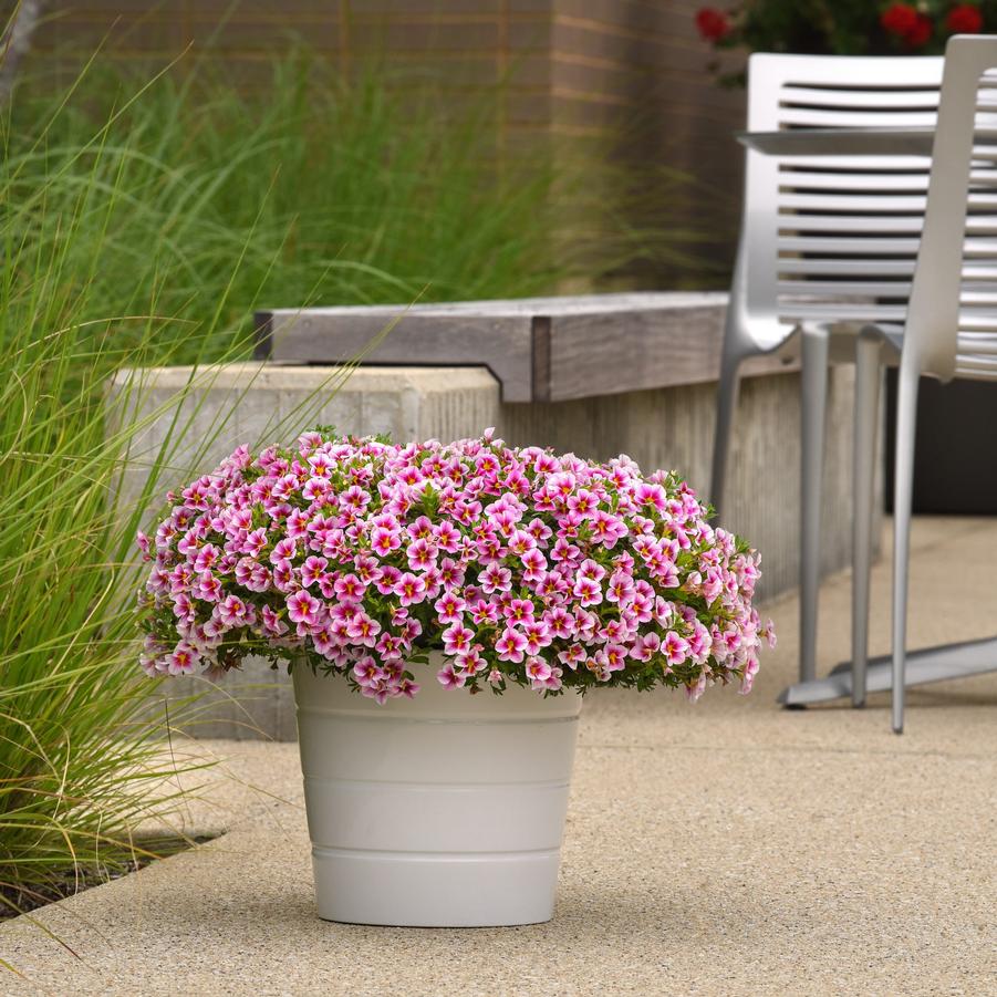 Calibrachoa MiniFamous® Uno Pink Starfruit