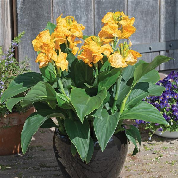 Canna Cannova® Gold Leopard