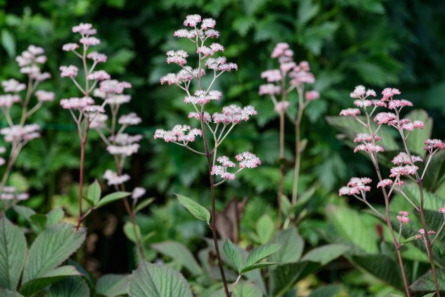 Rodgersia pinnata Superba