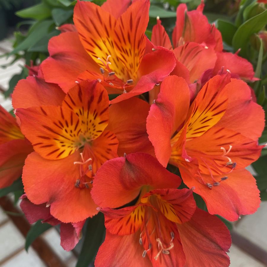Alstroemeria Inca Holland&trade;
