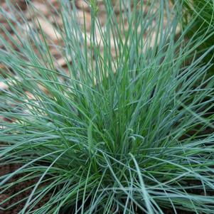 GR Festuca ovina glauca Elijah Blue