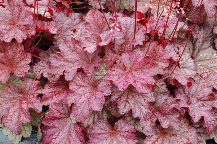 Heuchera Berry Smoothie