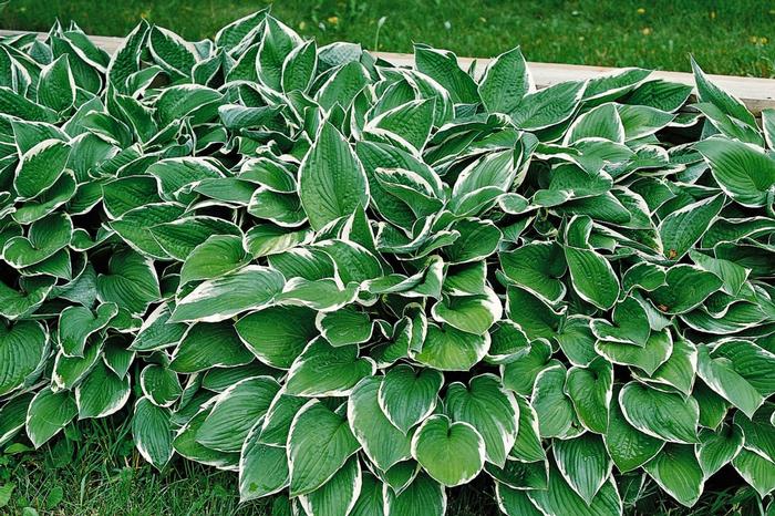 Hosta Francee