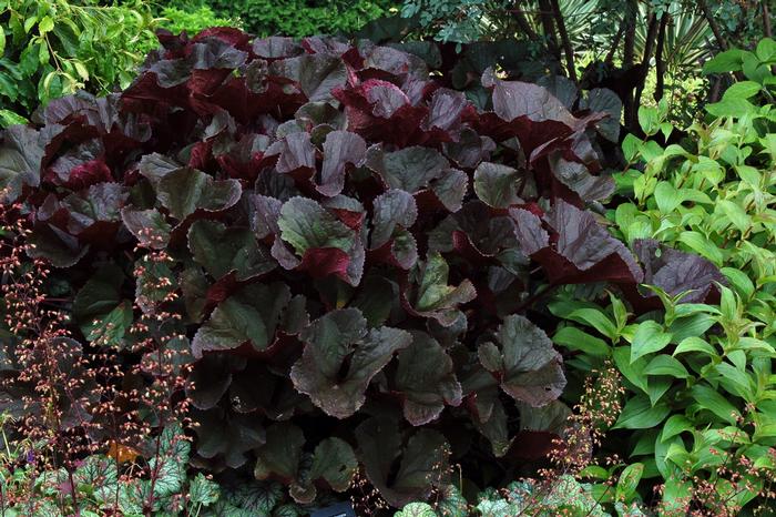 Ligularia dentata Britt Marie Crawford