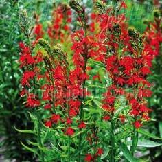 Lobelia Cardinalis 