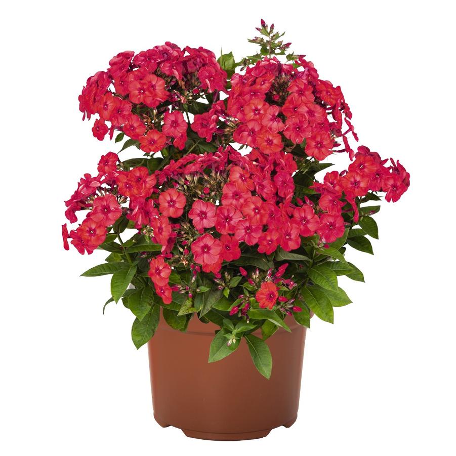 Phlox (per) paniculata Flame® Watermelon