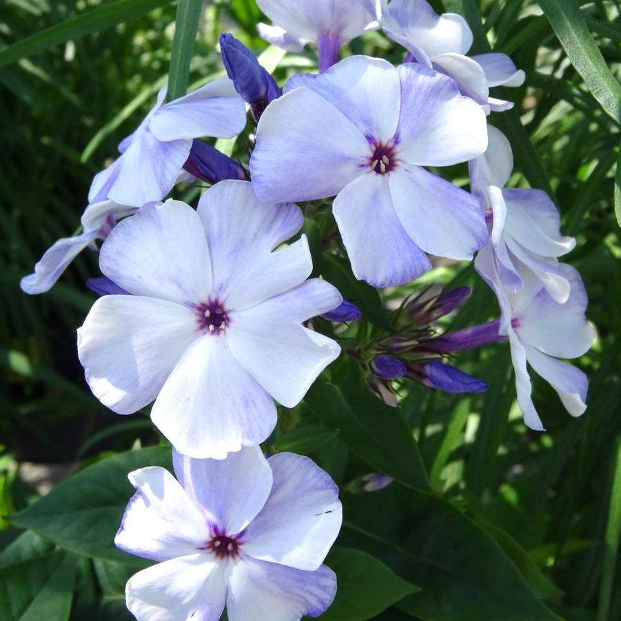 Phlox paniculata Flame Light Blue