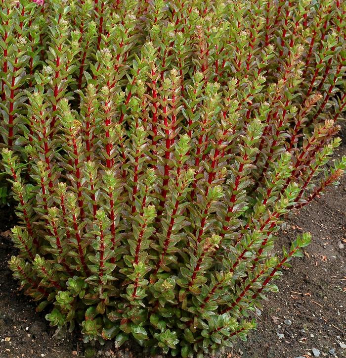 Sedum telephium Double Martini