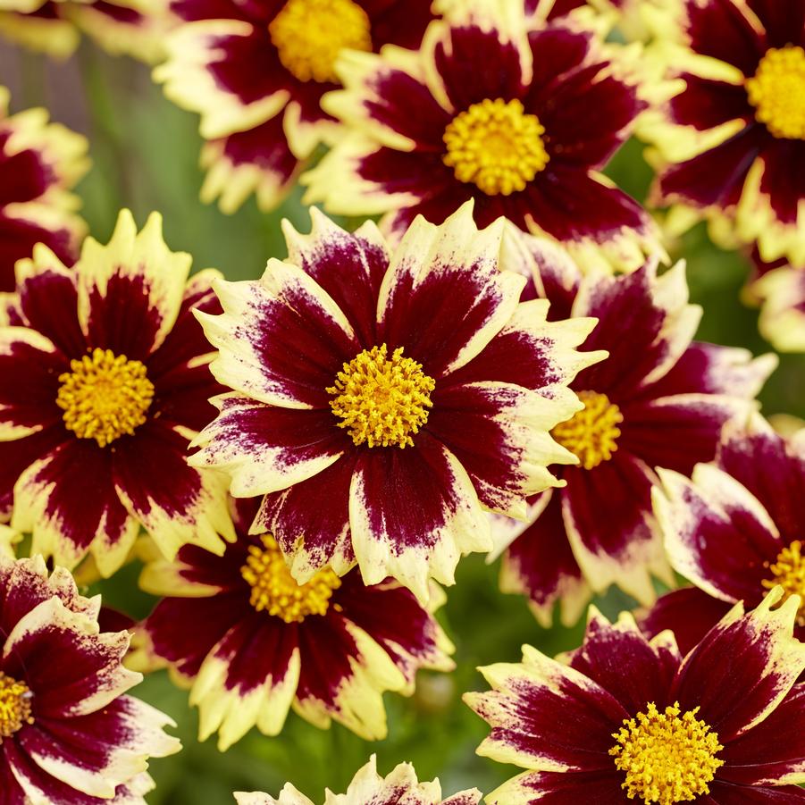 Coreopsis grandiflora Solar Fancy