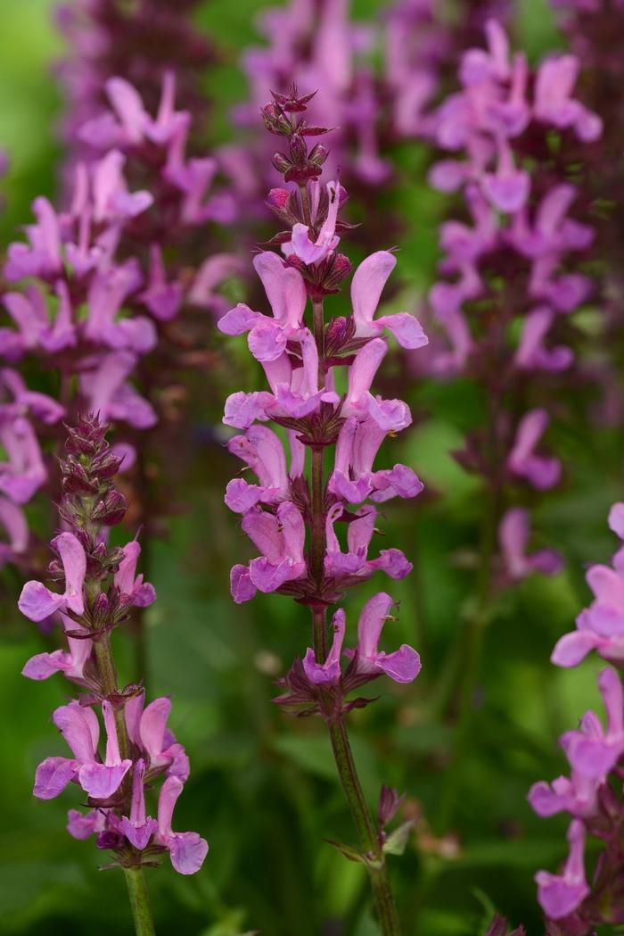 Salvia (per) nemorosa Sensation™ Rose Marvel