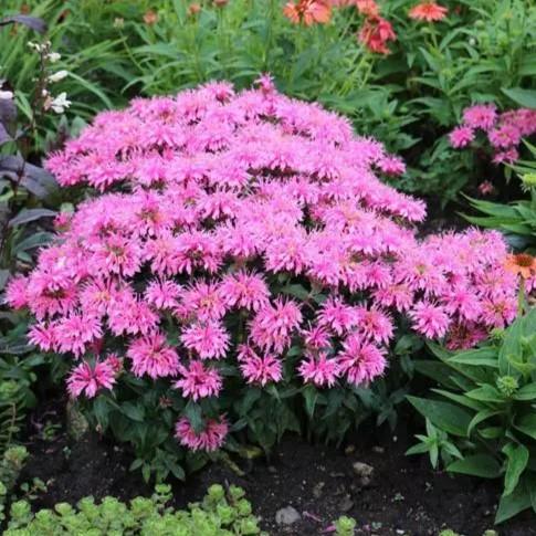 Monarda didyma Balmy™ Pink