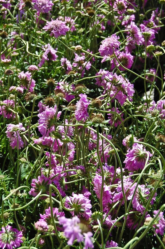 Scabiosa columbaria Butterfly Blue