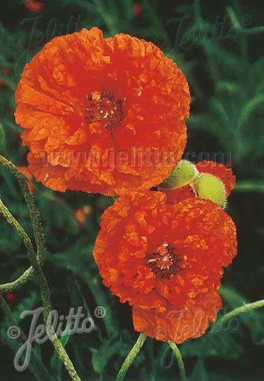 Papaver orientalis May Queen