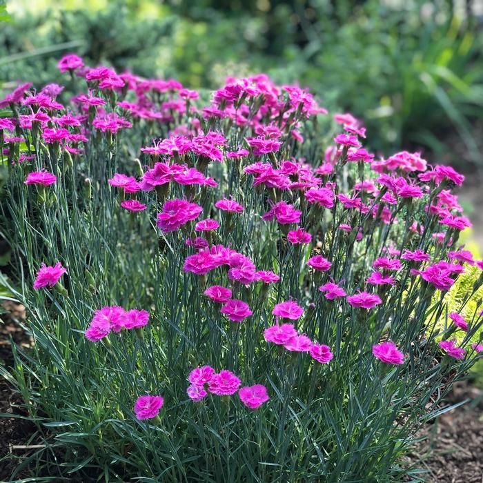 Dianthus gratianopolianus Pink Fire