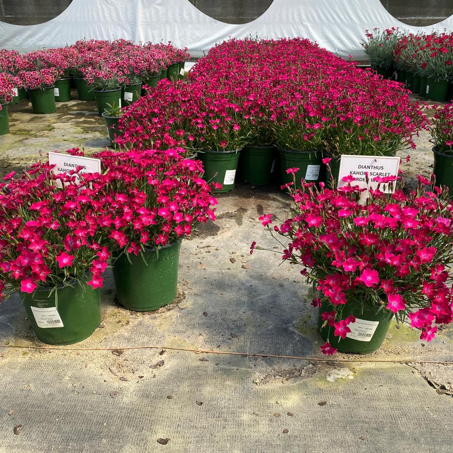 Dianthus Beauties® Kahori Scarlet