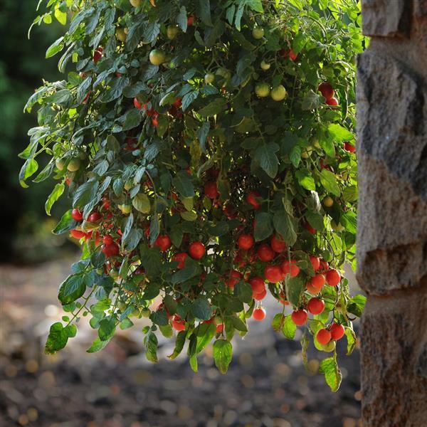 Solanum lycopersicum Topsy Tom