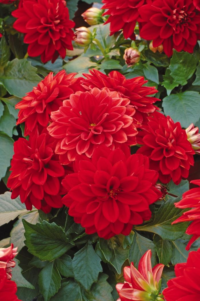 Dahlia Dahlietta® Tessy