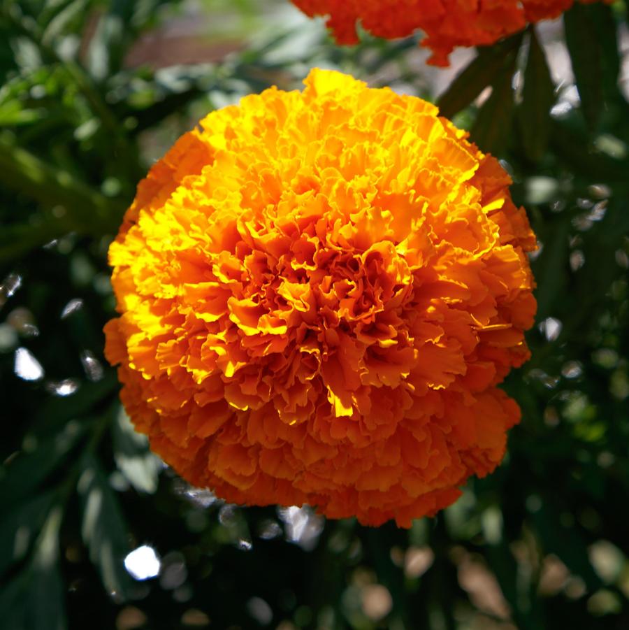 Marigold tagetes erecta Coco™ Series