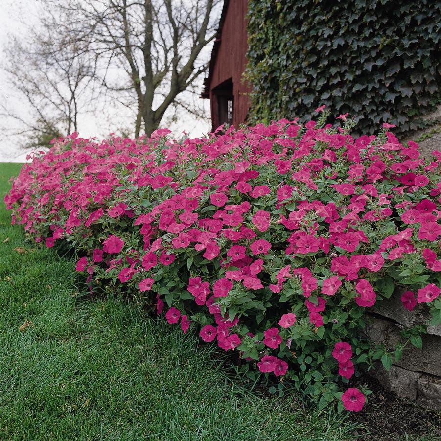 Petunia Tidal Wave® Hot Pink