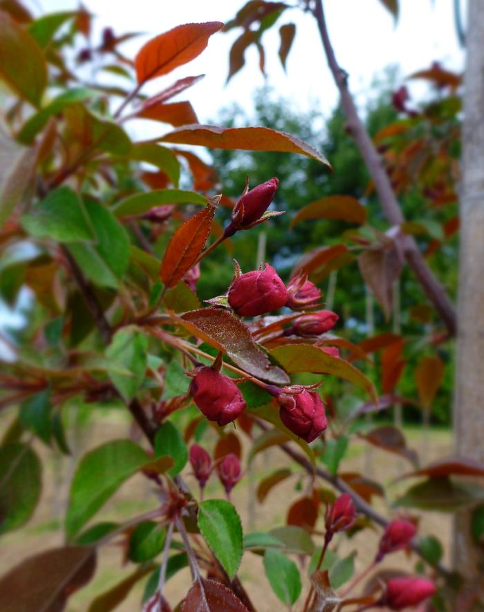 Malus Pink Spires