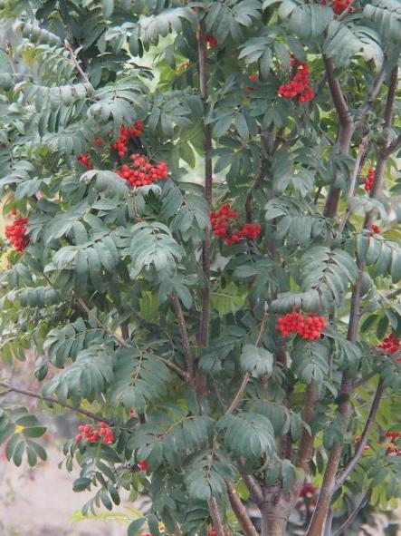 Sorbus aucuparia Fastigiata