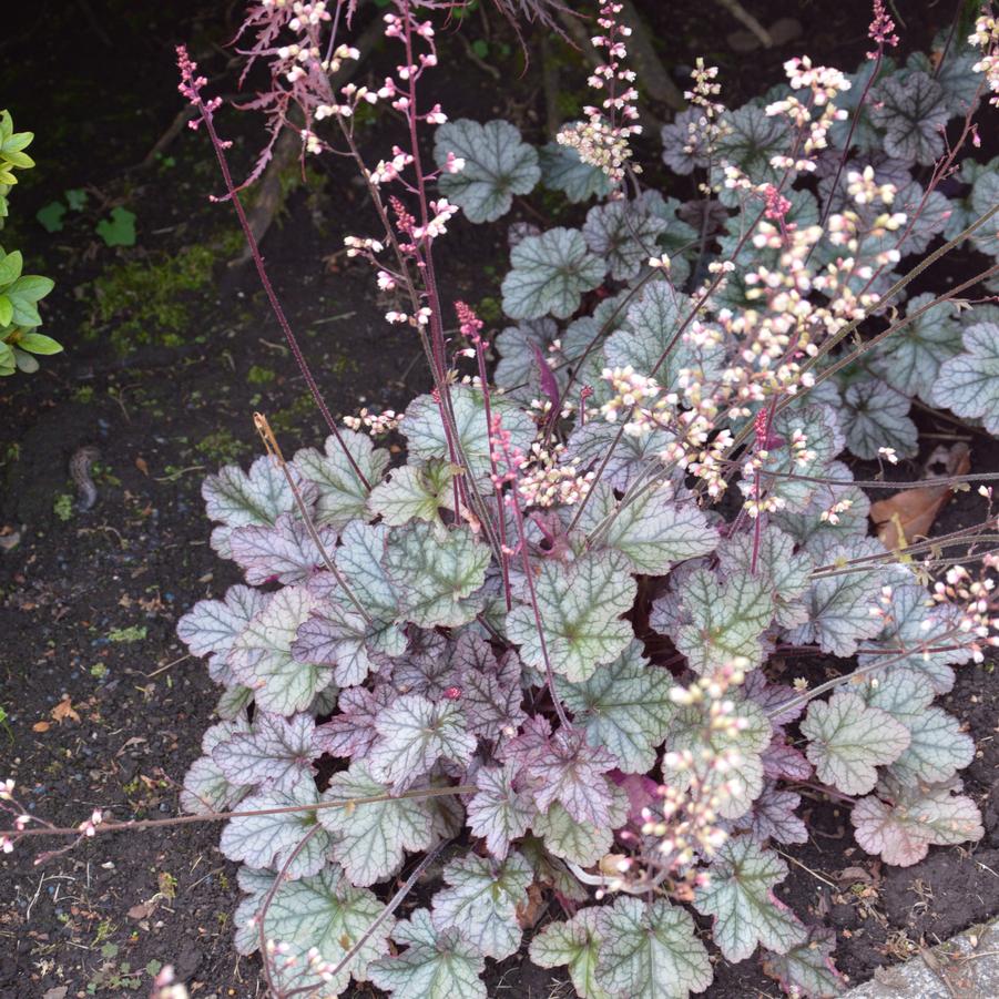 Heuchera Silver Scrolls