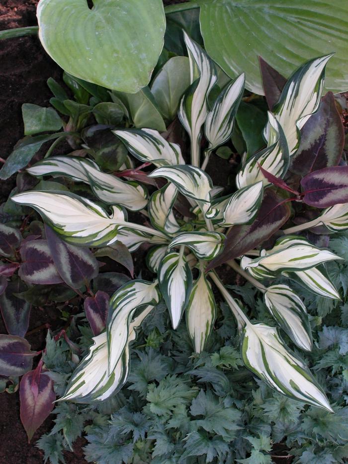 Hosta Fireworks