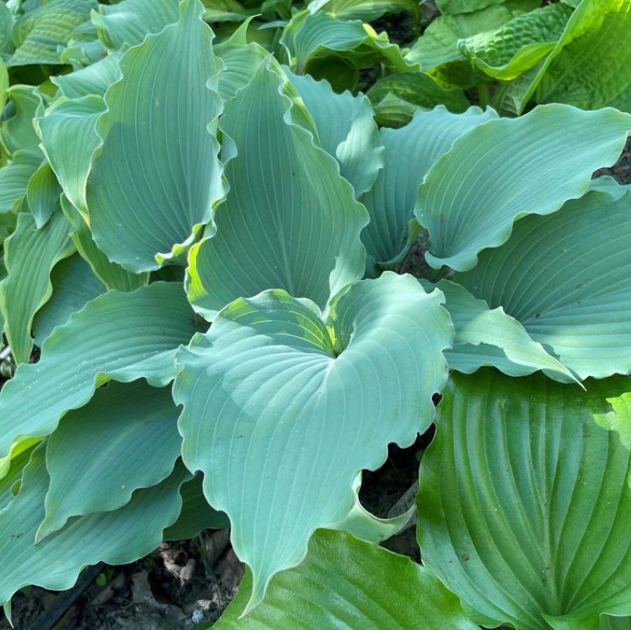Hosta Skywriter