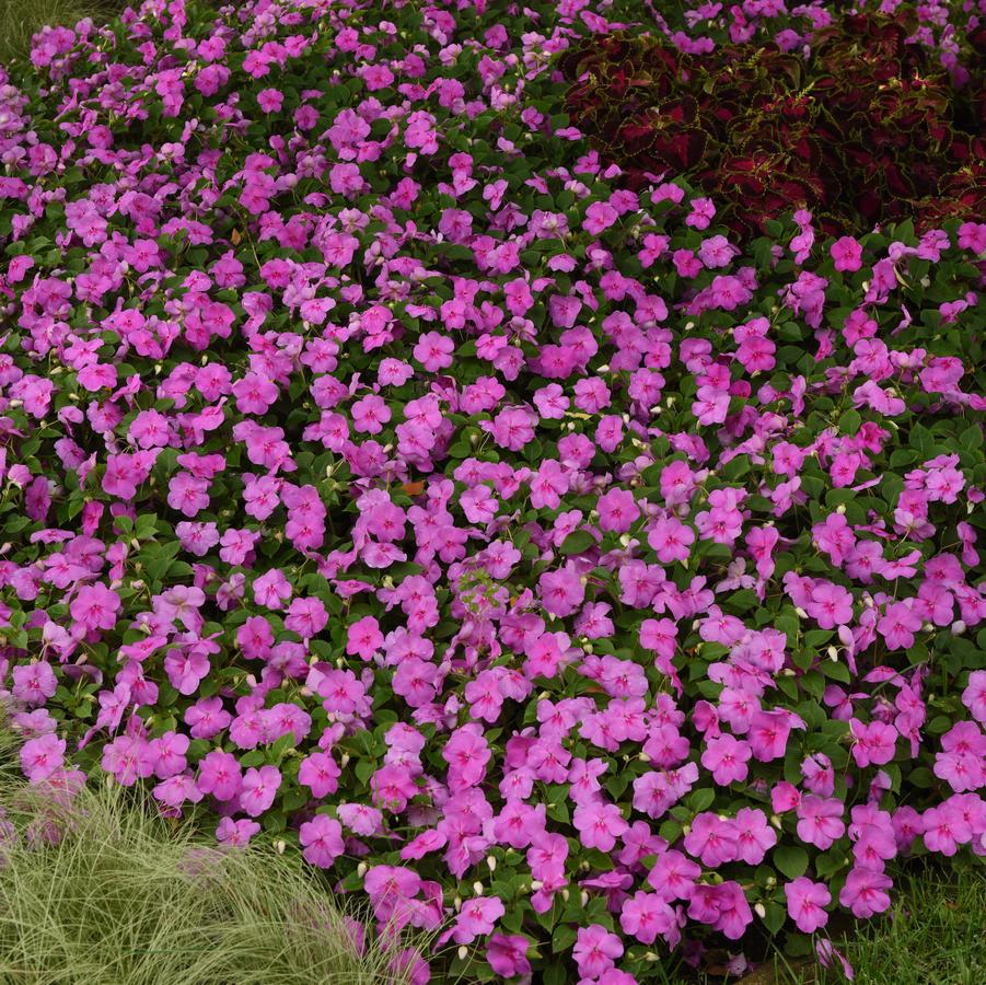 Impatiens Beacon™ Blue Pearl