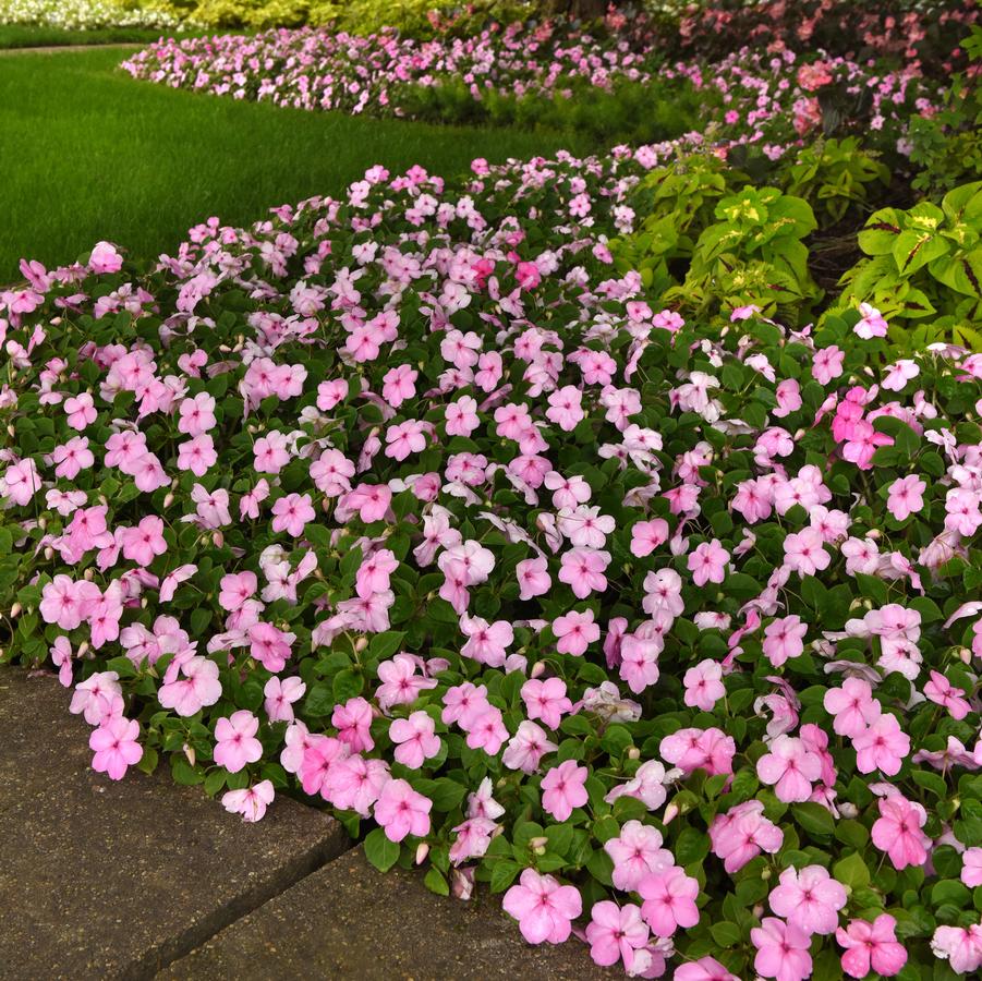 Impatiens Beacon™ Light Pink