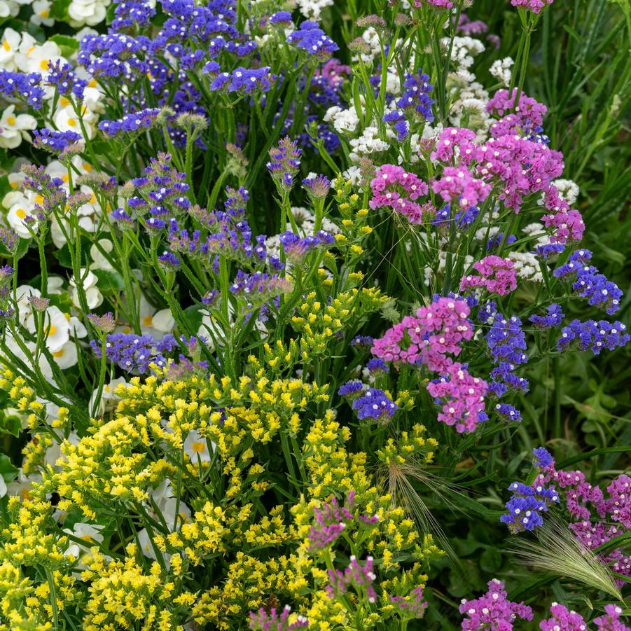 Limonium Hipster™ Mix