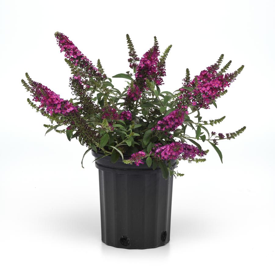 Buddleia davidii Chrysalis™ Cranberry