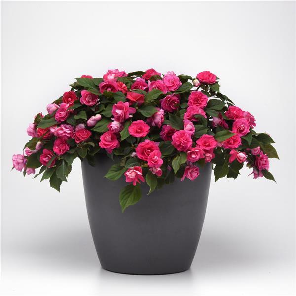 Impatiens Glimmer™ Hot Pink