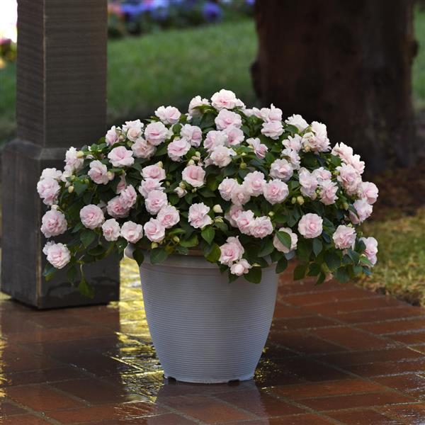 Impatiens Glimmer™ Appleblossom