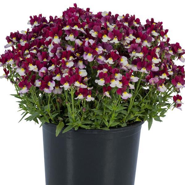 Nemesia Escential™ Cherryberry