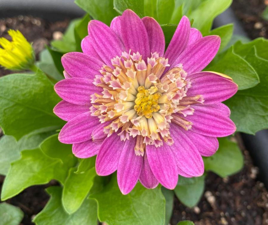 Osteospermum 4D™ Pink Lemonade