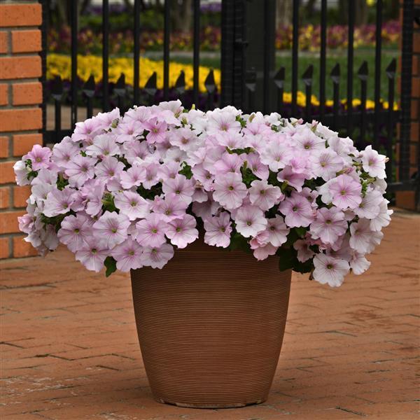 Petunia Easy Wave® Pink Pearl