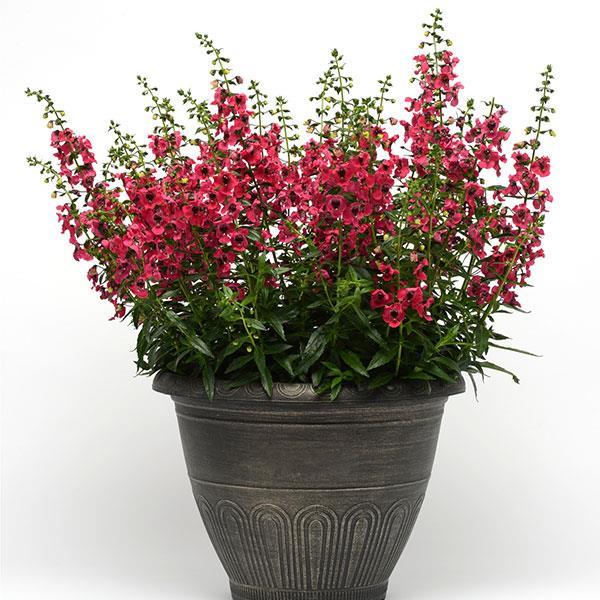Angelonia angustifolia Archangel™ Cherry Red