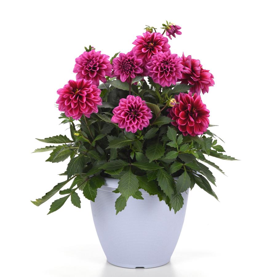 Dahlia Dalaya™ Cranberry