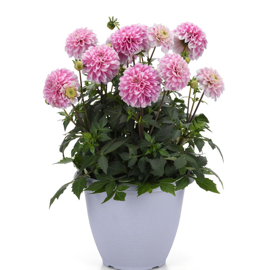 Dahlia Dalaya™ Pink Lace