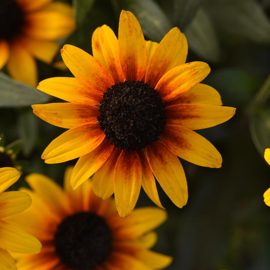 Rudbeckia Suntacular