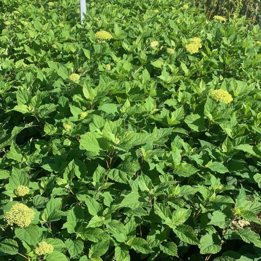Hydrangea arborescens FlowerFull™