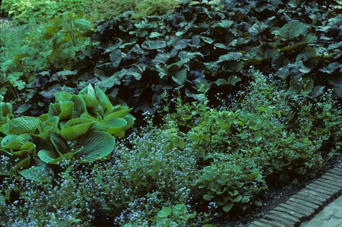Brunnera macrophylla 